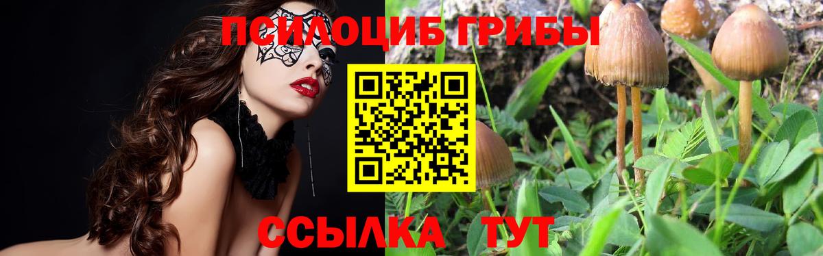 Псилоцибиновые грибы Psilocybine cubensis Лангепас